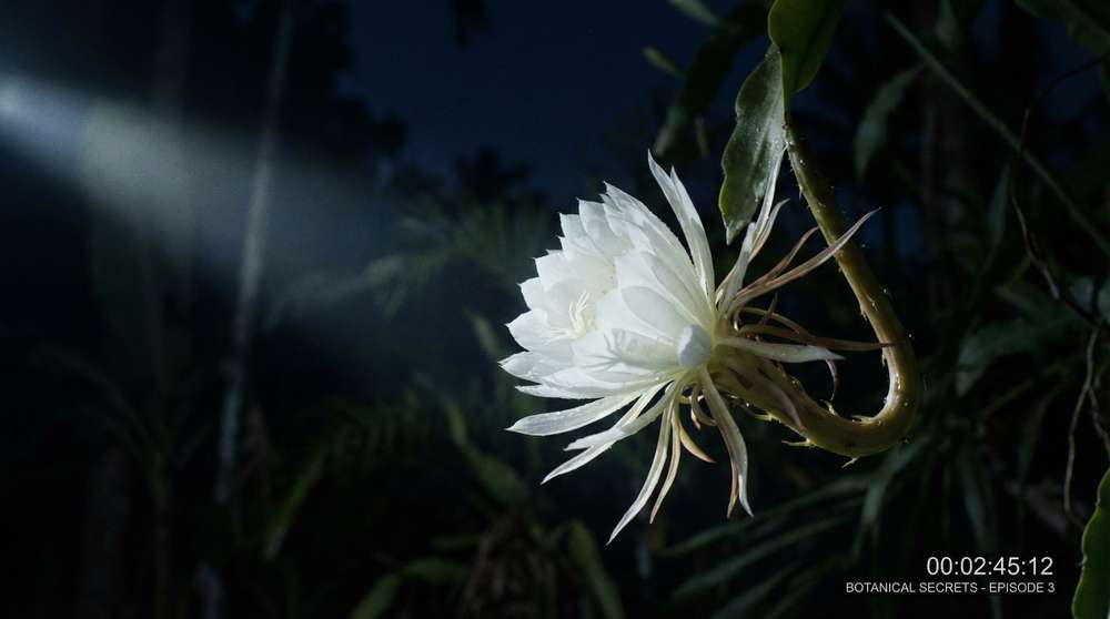 国产视频植物视频-夜间开花延时摄影